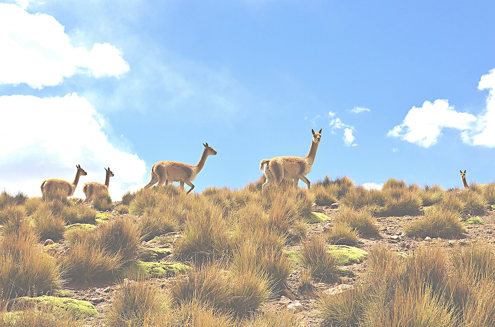 bolivia 384  rr .jpg